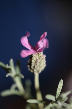 Çiçek açan makro arka plan lavandula stoechas familya lamiaceae botanik yüksek kalite büyük boy baskılar