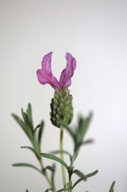 Çiçek açan makro arka plan lavandula stoechas familya lamiaceae botanik yüksek kalite büyük boy baskılar