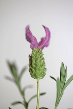 Çiçek açan makro arka plan lavandula stoechas familya lamiaceae botanik yüksek kalite büyük boy baskılar