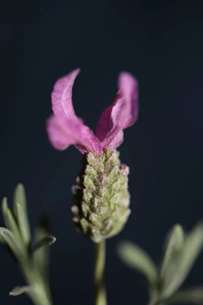 Fiore Fiore Macro Sfondo Lavandula Stoechas Famiglia Lamiaceae Botanico Alta — Foto Stock