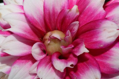 Çiçek açan makro arka plan Dahlia flora aile kompozitesi yüksek kaliteli baskı