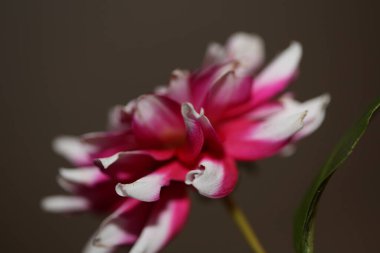 Çiçek açan makro arka plan Dahlia flora aile kompozitesi yüksek kaliteli baskı