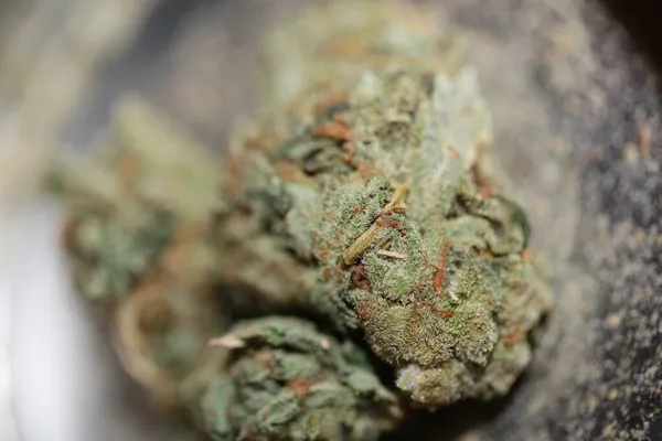 Marihuana Brote Macro Fondo Alta Calidad Tamaño Grande Imprimir Cannabis — Foto de Stock