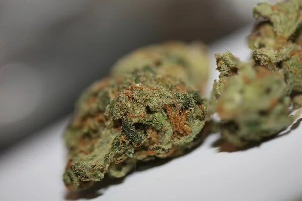 Marihuana Brote Macro Fondo Alta Calidad Tamaño Grande Imprimir Cannabis — Foto de Stock