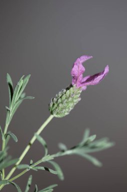 Çiçek açan makro arka plan lavandula stoechas familya lamiaceae botanik yüksek kalite büyük boy baskılar