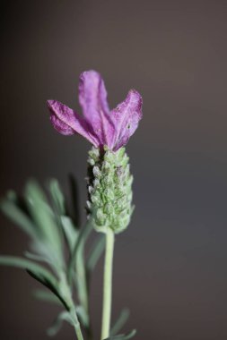 Çiçek açan makro arka plan lavandula stoechas familya lamiaceae botanik yüksek kalite büyük boy baskılar