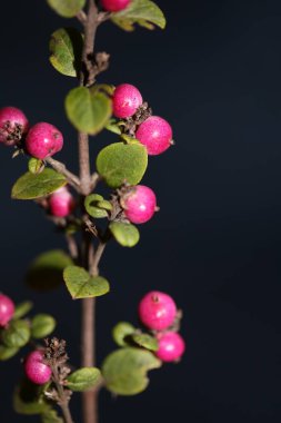 Yabani çiçek meyvesi Botanik arka plan senfoni senfonilerini kapatır. Orbiculatus familyasının kaprifoliaceae büyük kalite yüksek kalite baskıları.