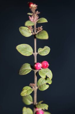 Yabani çiçek meyvesi Botanik arka plan senfoni senfonilerini kapatır. Orbiculatus familyasının kaprifoliaceae büyük kalite yüksek kalite baskıları.