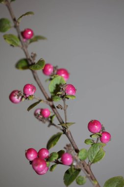 Yabani çiçek meyvesi Botanik arka plan senfoni senfonilerini kapatır. Orbiculatus familyasının kaprifoliaceae büyük kalite yüksek kalite baskıları.