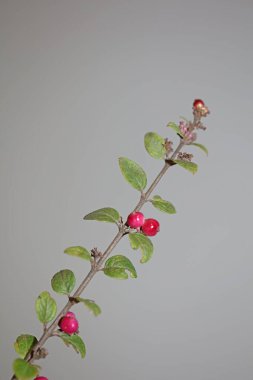 Yabani çiçek meyvesi Botanik arka plan senfoni senfonilerini kapatır. Orbiculatus familyasının kaprifoliaceae büyük kalite yüksek kalite baskıları.