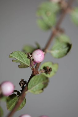 Yabani çiçek meyvesi Botanik arka plan senfoni senfonilerini kapatır. Orbiculatus familyasının kaprifoliaceae büyük kalite yüksek kalite baskıları.