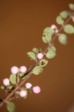 Yabani çiçek meyvesi Botanik arka plan senfoni senfonilerini kapatır. Orbiculatus familyasının kaprifoliaceae büyük kalite yüksek kalite baskıları.