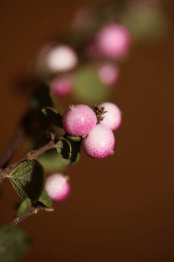 Yabani çiçek meyvesi Botanik arka plan senfoni senfonilerini kapatır. Orbiculatus familyasının kaprifoliaceae büyük kalite yüksek kalite baskıları.
