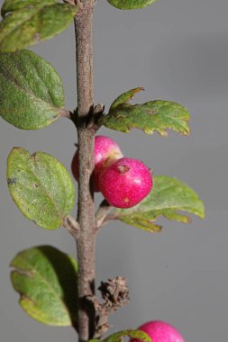 Yabani çiçek meyvesi Botanik arka plan senfoni senfonilerini kapatır. Orbiculatus familyasının kaprifoliaceae büyük kalite yüksek kalite baskıları.