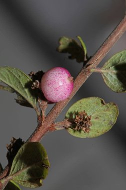 Yabani çiçek meyvesi Botanik arka plan senfoni senfonilerini kapatır. Orbiculatus familyasının kaprifoliaceae büyük kalite yüksek kalite baskıları.