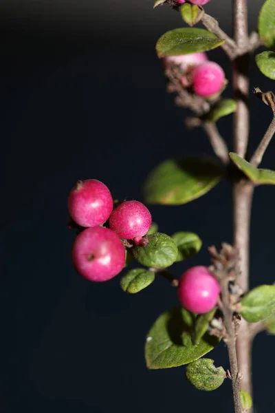 Fleur Sauvage Fruit Gros Plan Fond Botanique Symphoricarpos Orbiculatus Famille — Photo