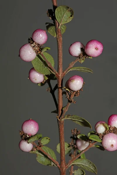 Divoký Květ Ovoce Zblízka Botanické Pozadí Symphoricarpos Orbiculatus Rodina Caprifoliaceae — Stock fotografie