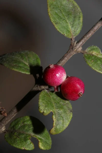 Flor Selvagem Fruta Close Botânico Fundo Symphoricarpos Orbiculatus Família Caprifoliaceae — Fotografia de Stock