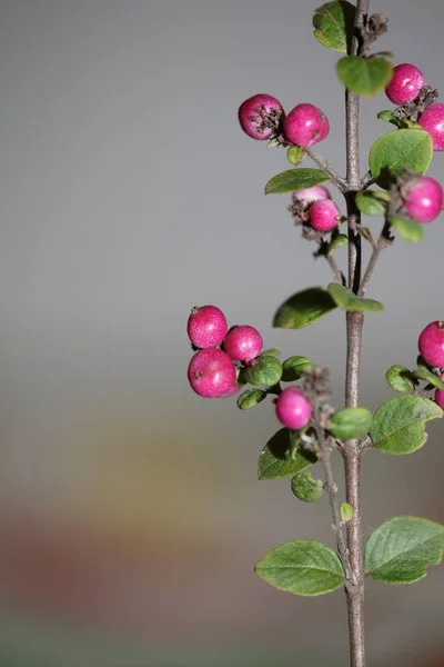 Плоды Дикого Цветка Закрывают Ботанический Фон Симфорикарпос Орбитальный Семейство Каприфолиевые — стоковое фото