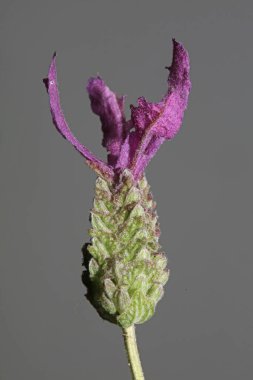 Çiçek açan lavandula stoechas ailesi lamiaceae yüksek kalite botanik baskısı