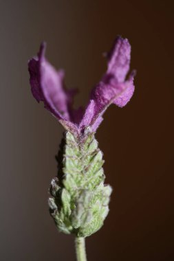 Çiçek açan lavandula stoechas ailesi lamiaceae yüksek kalite botanik baskısı