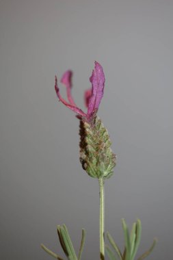 Çiçek açan lavandula stoechas ailesi lamiaceae yüksek kalite botanik baskısı