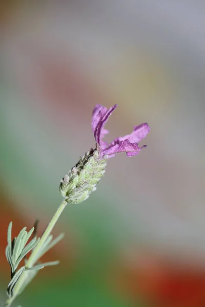 Kwiat Kwitnący Bliska Lavandula Stoechas Rodzina Lamiaceae Wysokiej Jakości Duży — Zdjęcie stockowe