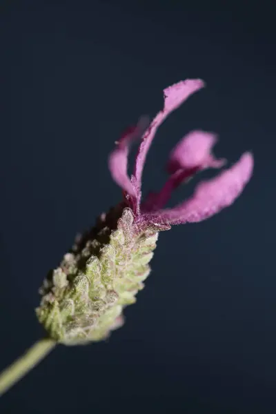 Floración Flores Close Lavandula Stoechas Familia Lamiaceae Impresión Botánica Gran —  Fotos de Stock