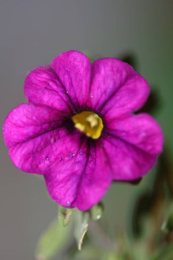 Çiçek açan California Parviflora ailesi solanaceae yüksek kalite botanik izleri.