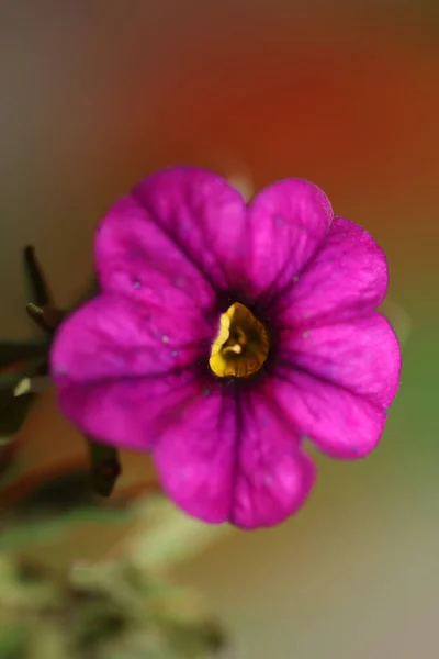 Floración Flores Close Calibrachoa Parviflora Familia Solanaceae Estampados Botánicos Gran — Foto de Stock