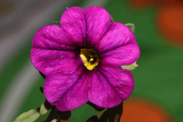 Floración Flores Close Calibrachoa Parviflora Familia Solanaceae Estampados Botánicos Gran —  Fotos de Stock