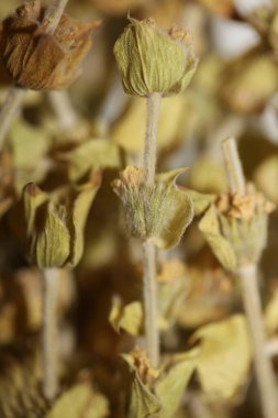 Vahşi dağ çayı. Arka planda yakın plan. Aile lamiaceae yüksek kalite.