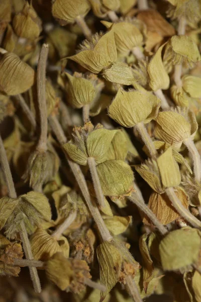 山のお茶は背景色を閉じます Sideris Family Lamiaceae高品質の大きなサイズのプリント — ストック写真