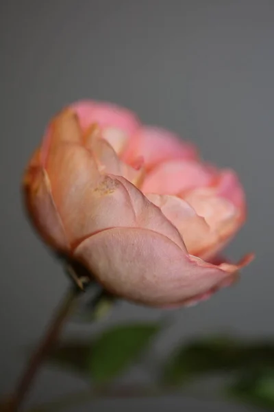 Rosa Blomma Blommar Upp Bakgrunden Steg Kvalitet Stor Storlek Tryck — Stockfoto