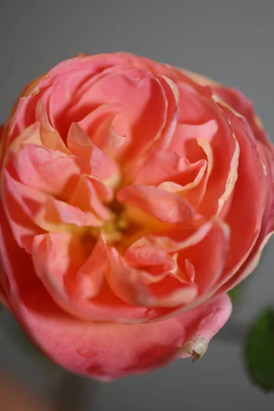 Rosafarbene Blume Blühen Nahaufnahme Hintergrund Rose Hohe Qualität Großformat Drucken — Stockfoto