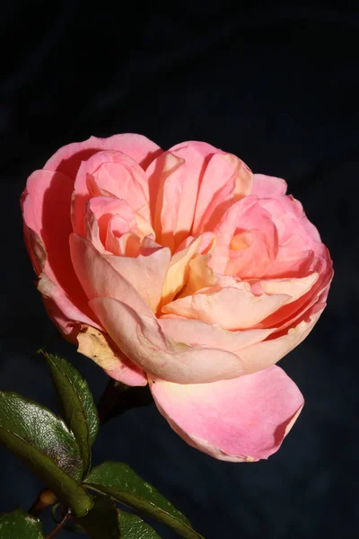Ροζ Λουλούδι Ανθίζει Από Κοντά Φόντο Αυξήθηκε Υψηλής Ποιότητας Μεγάλο — Φωτογραφία Αρχείου