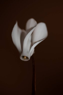 Beyaz çiçek, arka planda yakın plan siklamen hederifolium familyası primulaceae yüksek kalite büyük boy baskı