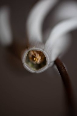 Beyaz çiçek, arka planda yakın plan siklamen hederifolium familyası primulaceae yüksek kalite büyük boy baskı