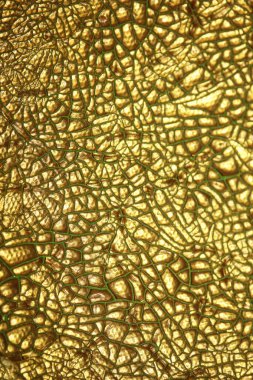 Çadır bezi kurumuş. Arka planı kapatın. Yüksek kalite büyük boya.