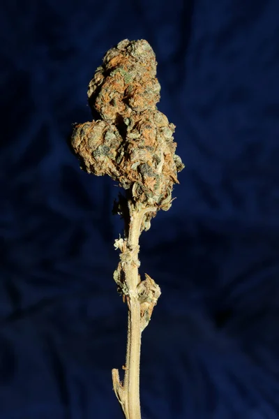 Cannabis Sativa Big Bud Family Cannabaceae Zamknij Nowoczesne Tło Wysokiej — Zdjęcie stockowe