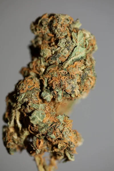 Cannabis Sativa Big Bud Family Cannabaceae Close Modern Background High — Stockfoto