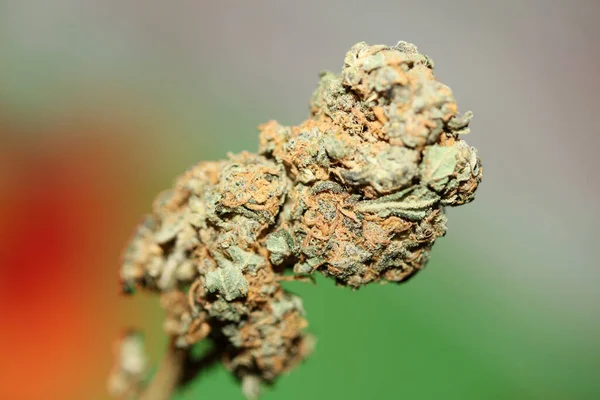 Cannabis Sativa Nagy Bimbó Család Cannabaceae Közel Modern Háttér Kiváló Stock Kép