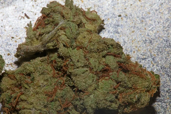 Cannabis Indica Big Bud Family Cannabaceae Close Modern High Quality — Stok Foto