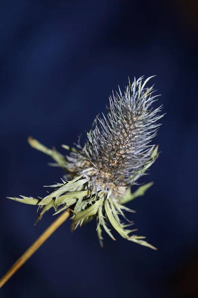 Wild Sušené Květiny Zblízka Eryngium Alpinum Rodina Apiaceae Pozadí Moderní — Stock fotografie