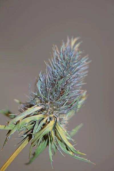 Wilde Gedroogde Bloem Close Eryngium Alpinum Familie Apiaceae Achtergrond Moderne — Stockfoto