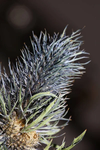 Дикі Сушені Квіти Крупним Планом Eryŋum Alpinum Family Apiaceae Background — стокове фото