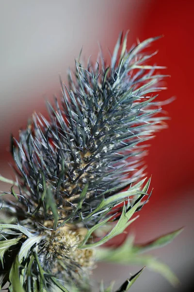 Dziki Suszony Kwiat Zbliżenie Eryngium Alpinum Rodzina Apiaceae Tło Nowoczesne — Zdjęcie stockowe