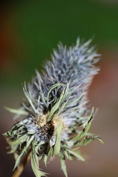 Wilde Gedroogde Bloem Close Eryngium Alpinum Familie Apiaceae Achtergrond Moderne — Stockfoto