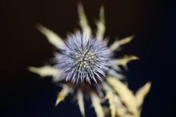 Vadon Termő Szárított Virág Közelről Eryngium Alpinum Család Méhek Háttér — Stock Fotó