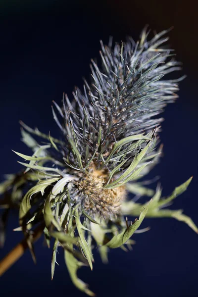 Flor Silvestre Seca Close Eryngium Alpinum Familia Apiaceae Fondo Moderno — Foto de Stock